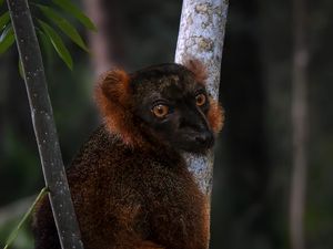 Preview wallpaper lemur, branches, trees, animal, blur