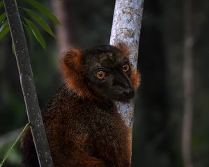Preview wallpaper lemur, branches, trees, animal, blur
