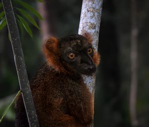 Preview wallpaper lemur, branches, trees, animal, blur