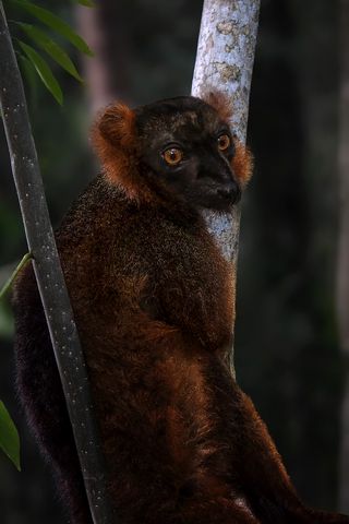 320x480 Wallpaper lemur, branches, trees, animal, blur