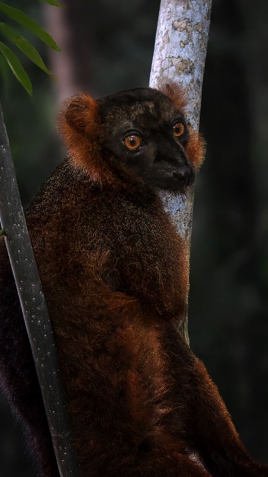 540x960 Wallpaper lemur, branches, trees, animal, blur