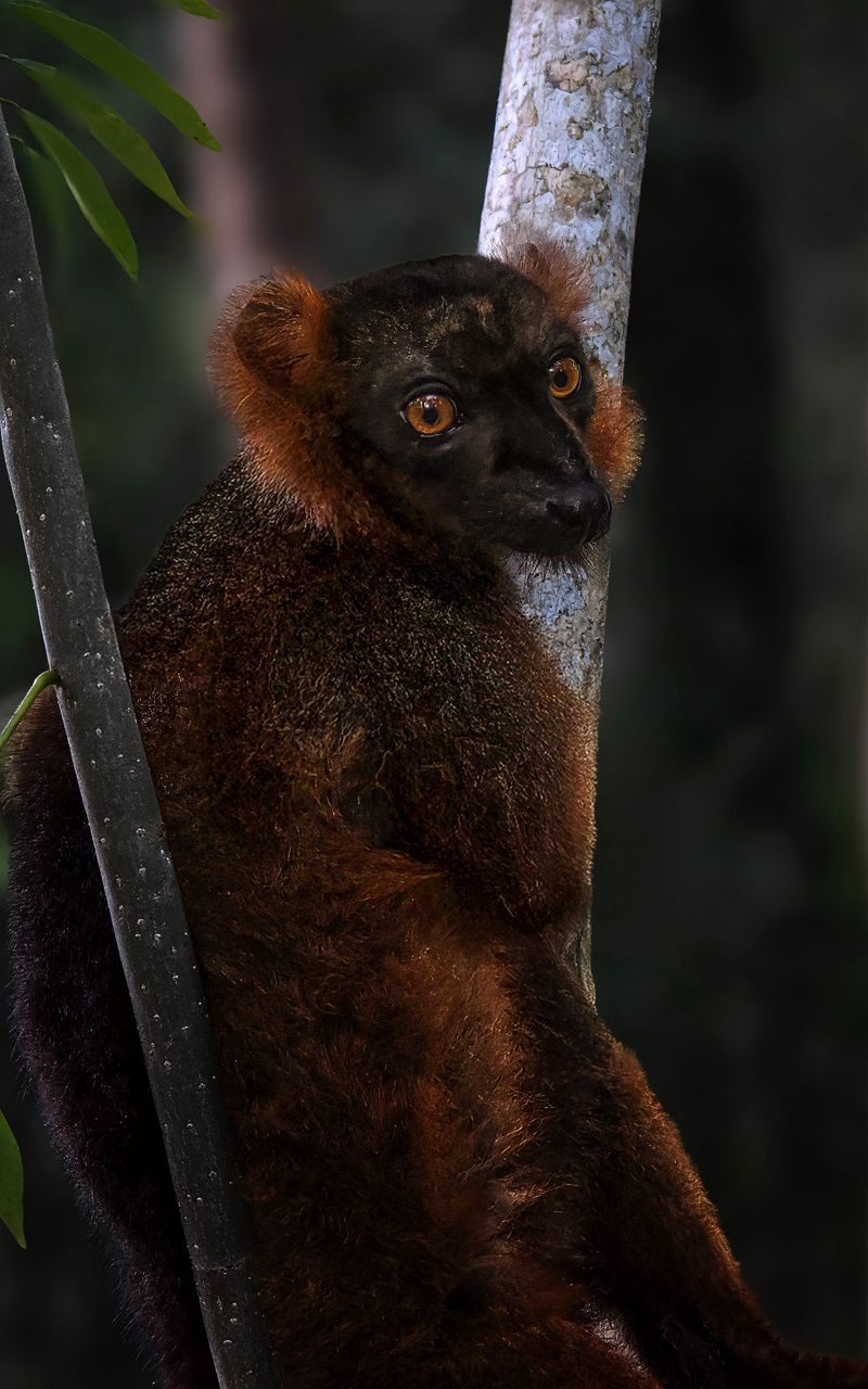 800x1280 Wallpaper lemur, branches, trees, animal, blur