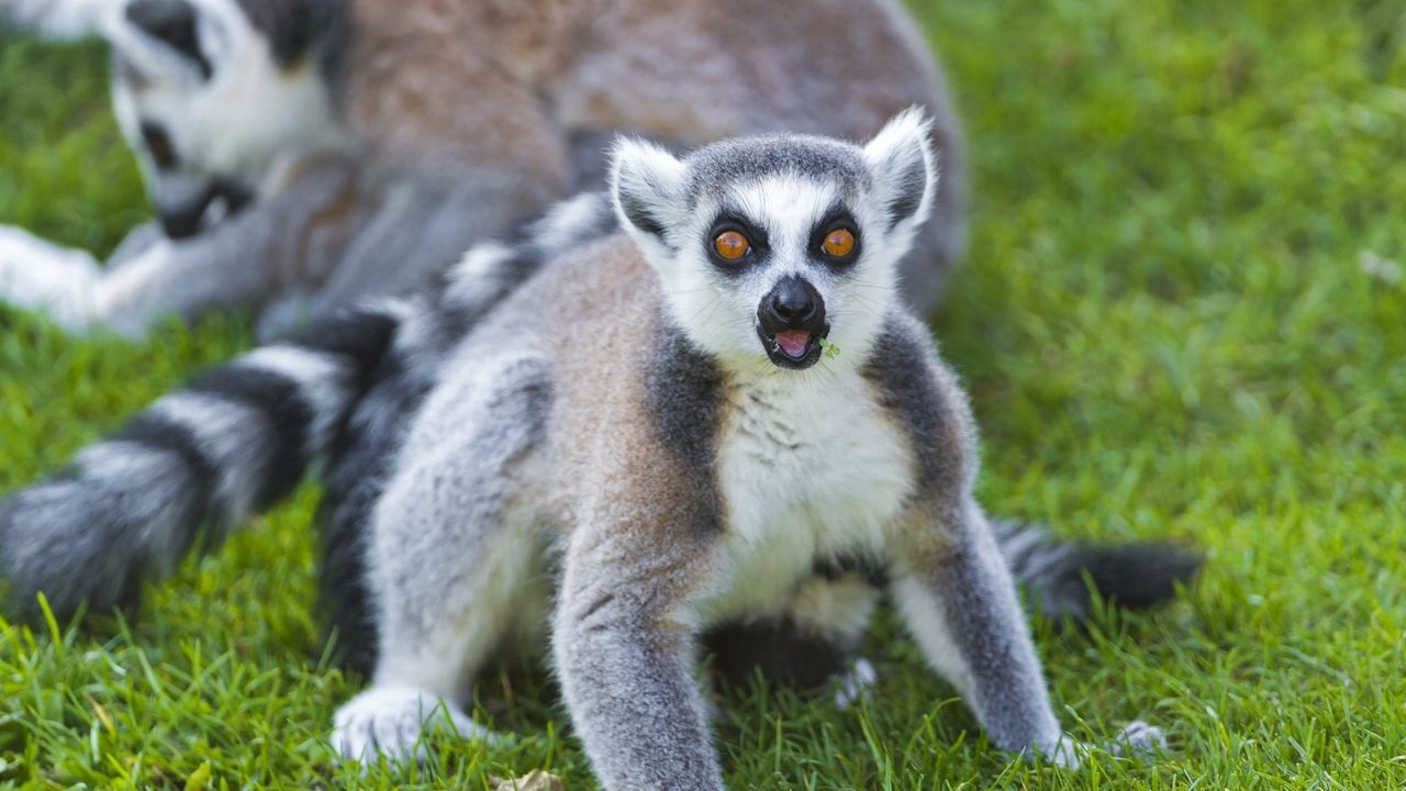 Wallpaper lemur, color, eyes, grass