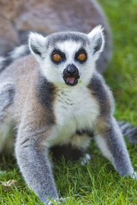 Preview wallpaper lemur, color, eyes, grass