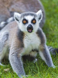 Preview wallpaper lemur, color, eyes, grass