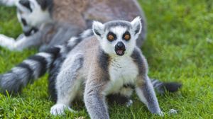 Preview wallpaper lemur, color, eyes, grass
