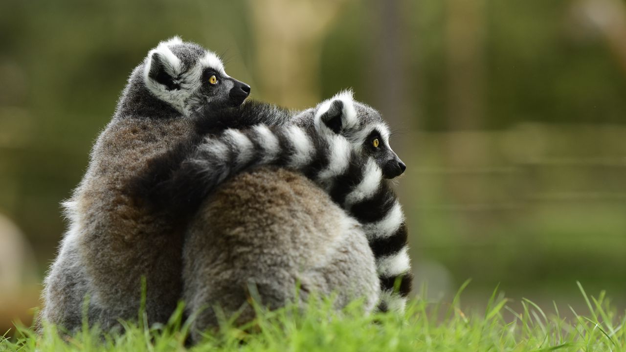 Wallpaper lemur, couple, hugging