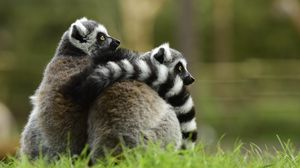 Preview wallpaper lemur, couple, hugging