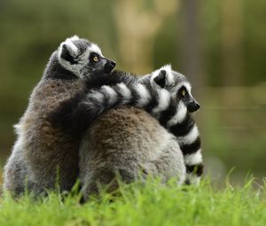 Preview wallpaper lemur, couple, hugging