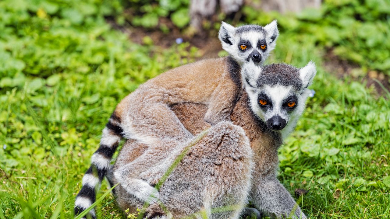 Wallpaper lemur, cub, animal, family
