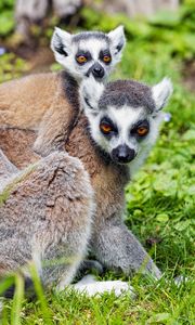 Preview wallpaper lemur, cub, animal, family