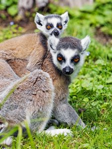 Preview wallpaper lemur, cub, animal, family