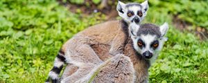 Preview wallpaper lemur, cub, animal, family