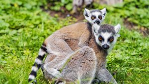 Preview wallpaper lemur, cub, animal, family