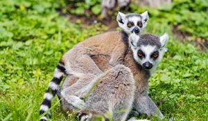 Preview wallpaper lemur, cub, animal, family