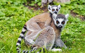 Preview wallpaper lemur, cub, animal, family
