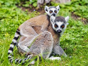 Preview wallpaper lemur, cub, animal, family