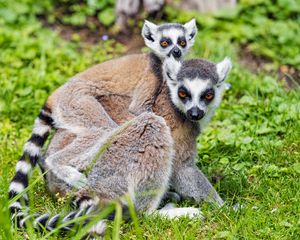 Preview wallpaper lemur, cub, animal, family