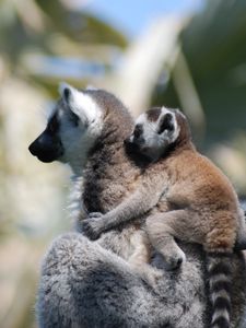 Preview wallpaper lemur, cub, couple, care
