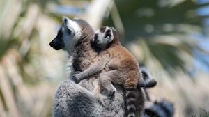 Preview wallpaper lemur, cub, couple, care