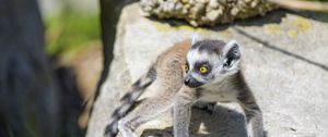 Preview wallpaper lemur, cub, glance, cute, cool