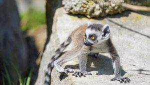 Preview wallpaper lemur, cub, glance, cute, cool