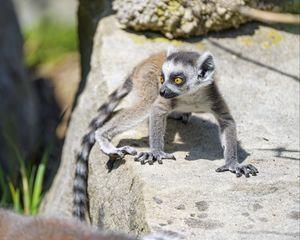 Preview wallpaper lemur, cub, glance, cute, cool