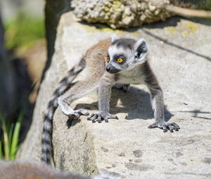 Preview wallpaper lemur, cub, glance, cute, cool