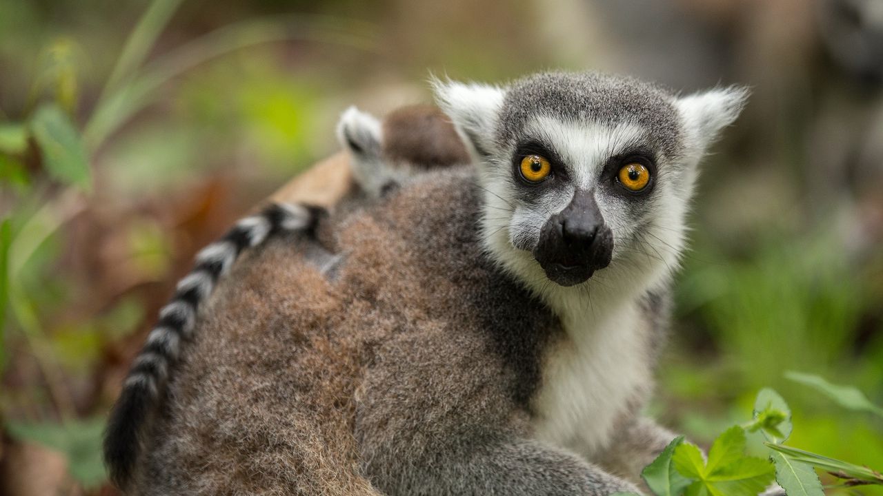 Wallpaper lemur, cub, grass, food