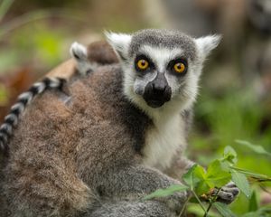 Preview wallpaper lemur, cub, grass, food