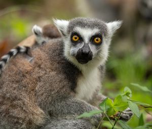 Preview wallpaper lemur, cub, grass, food