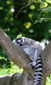 Preview wallpaper lemur, cute, animal, tree