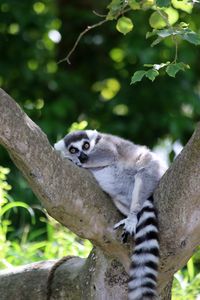 Preview wallpaper lemur, cute, animal, tree