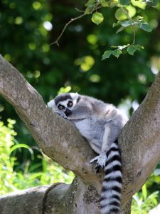 Preview wallpaper lemur, cute, animal, tree