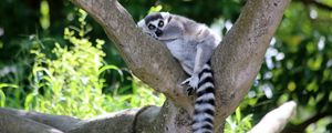 Preview wallpaper lemur, cute, animal, tree