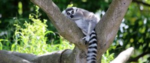 Preview wallpaper lemur, cute, animal, tree