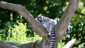 Preview wallpaper lemur, cute, animal, tree