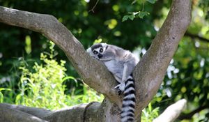 Preview wallpaper lemur, cute, animal, tree