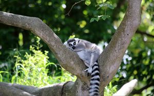 Preview wallpaper lemur, cute, animal, tree
