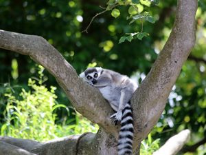 Preview wallpaper lemur, cute, animal, tree