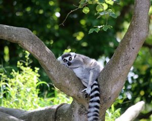 Preview wallpaper lemur, cute, animal, tree