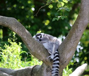 Preview wallpaper lemur, cute, animal, tree