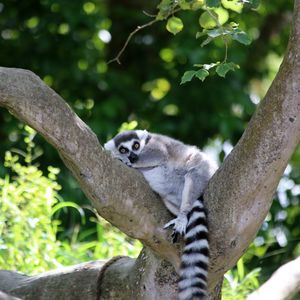 Preview wallpaper lemur, cute, animal, tree