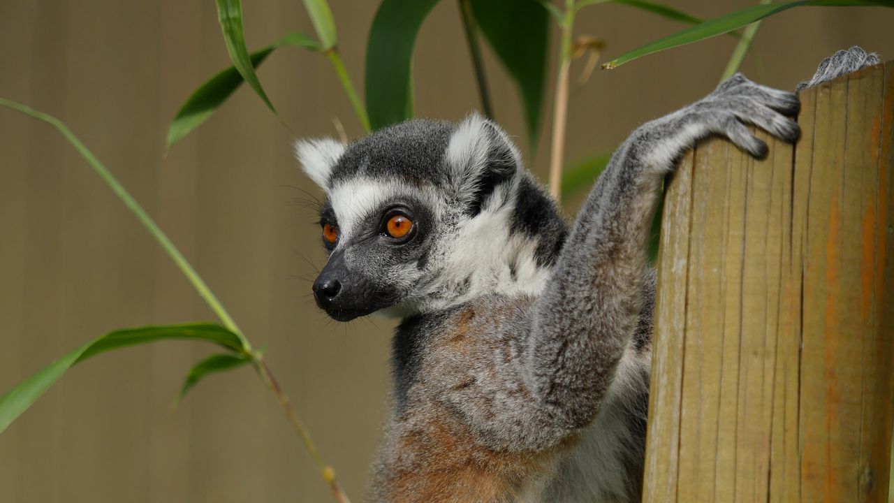 Wallpaper lemur, cute, animal, bamboo