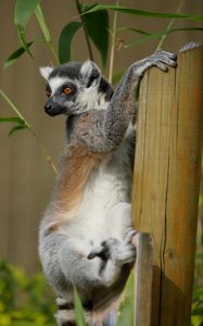 Preview wallpaper lemur, cute, animal, bamboo