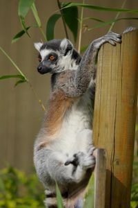 Preview wallpaper lemur, cute, animal, bamboo