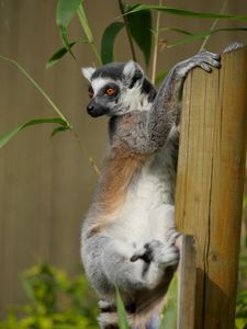 Preview wallpaper lemur, cute, animal, bamboo