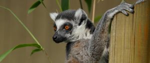 Preview wallpaper lemur, cute, animal, bamboo