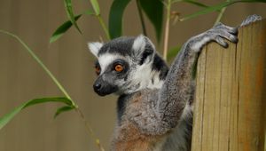Preview wallpaper lemur, cute, animal, bamboo