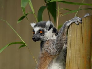 Preview wallpaper lemur, cute, animal, bamboo